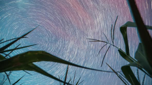 Spin Trails Of Stars Above Maize Corn Field Plantation alt