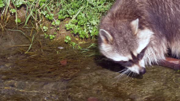 Young Raccoon in water stream looking for food during sunny day in nature.Slow motion track shot. alt