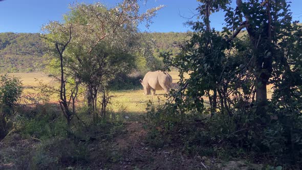 Wild White Rhino Safari In Africa. African Savannah Wildlife. alt