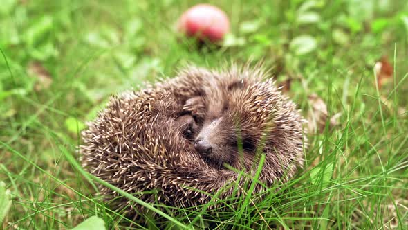 Little hedgehog in grass. Forest hedgehog on a background of green grass alt