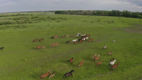 A Herd of Horses Gallops Through a Green Meadow Along the River