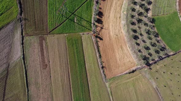 Drone view of trees and crops on fertile and cultivated fields on a sunny day