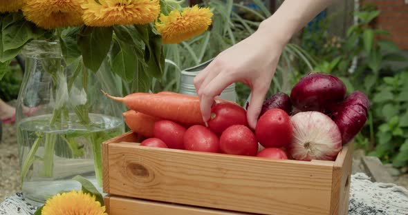 Female Hands are Sorting Ripe Vegetables in a Box