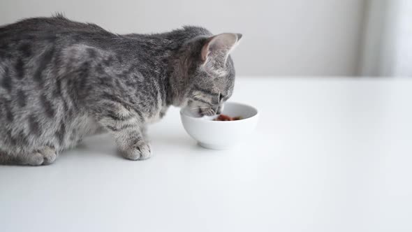 Beautiful Feline Cat Eating on a White Bowl alt
