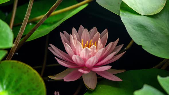 Single Beautiful Coral Nymphaea Closing in Pond in Time Lapse alt