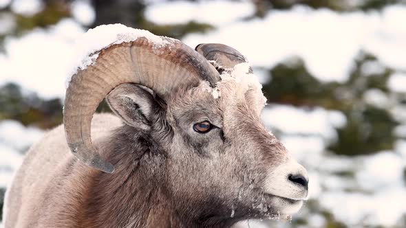 Bighorn Sheep in Jasper National Park Canada 