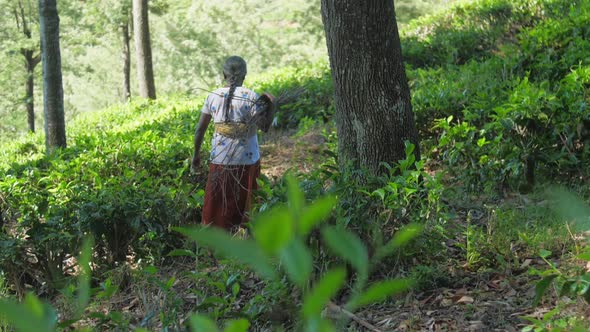 Woman with Brushwood Walks on Hilly Slope Slow Motion alt