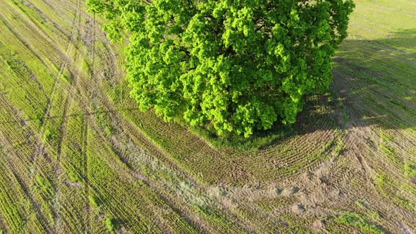 Aerial Shot, Flight Over the Branches of a Green Oak Tree in the Field on the Background