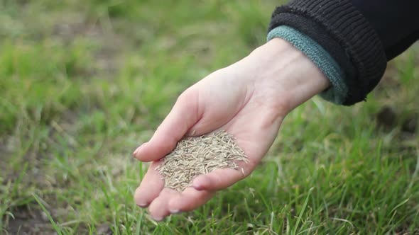 Unrecognizable Woman Scatters Sowing Lawn Grass in the Yard