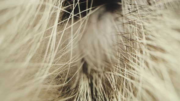 Skin and hair on an animal, wolf or dog. alt