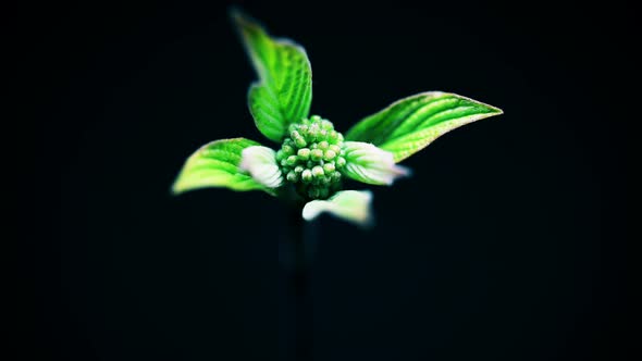 Green Plant Growing Spring Time Lapse Nature Wonderful World Cultivation Beginning New Life Concept