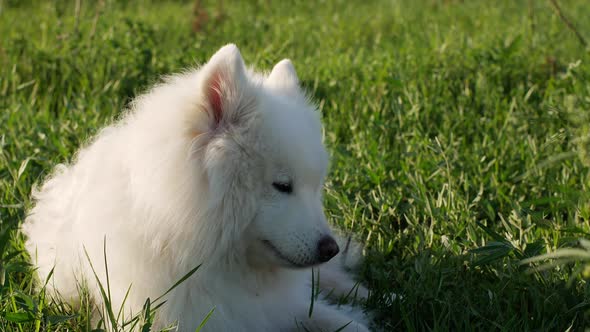 A beautiful white Samoyed dog lies on the green grass. Dog at sunset. Samoyed Laika close-up. alt