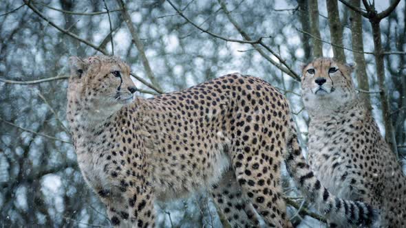 Couple Of Cheetahs In Snowfall alt