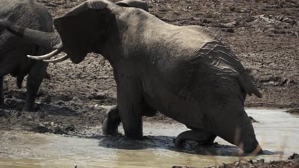 Wild Elephant Throwing Mud in Slow Motion