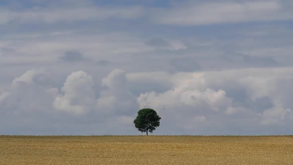 Lonely Tree in The Field alt