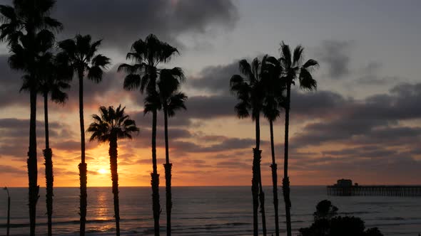 Palms and Twilight Sky in California USA