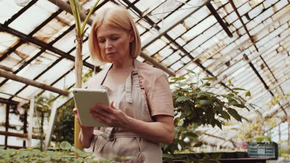 Woman Using Tablet while Working in Greenhouse Farm alt