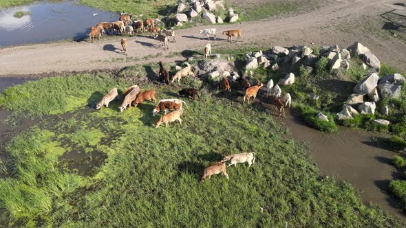 aerial cows alt