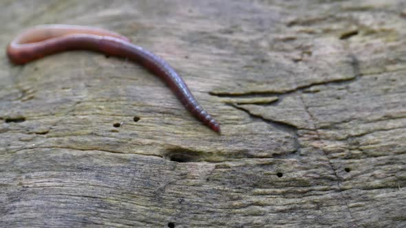 Earthworm in the Forest on a Tree Log. Long Worm Wriggles and Crawls. alt