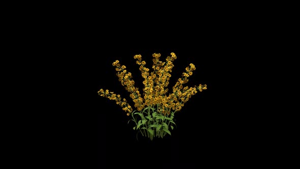 Delphinium Flowers Growing