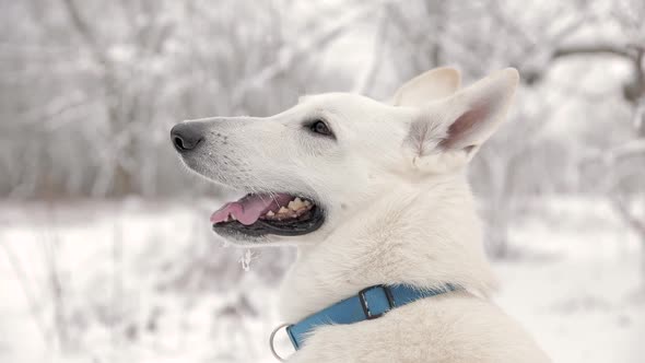 Spectacular Slow Motion Close-Up Of White Swiss Shepherd Dog alt