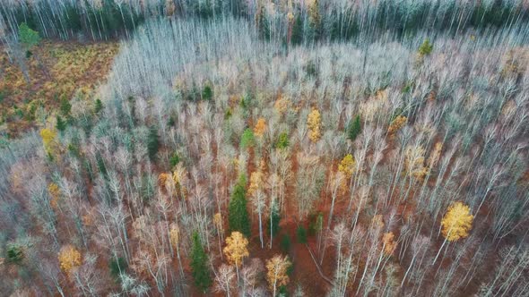 Autumn Trees Forest Landscape Aerial Shot, With Coniferous Wood Olden Foliage alt