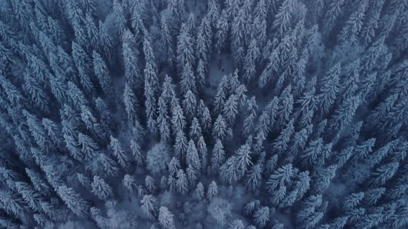 Drone Flying Above Frozen Pine Forest