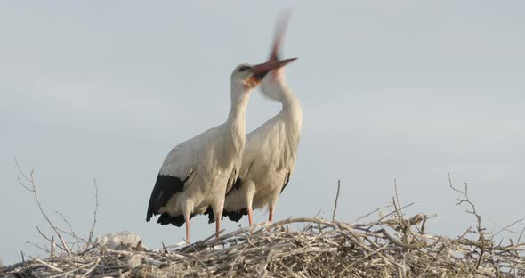 White Storks Clap Their Beaks for Courtship