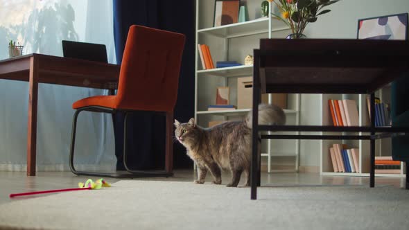 Cat Walking in Living Room alt