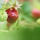 Red and Ripe Strawberry Fruit Hanging on a Bush While Growing in the Garden - VideoHive Item for Sale