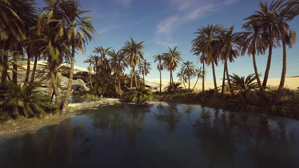 Idyllic Oasis in the Sahara Desert, Motion Graphics | VideoHive