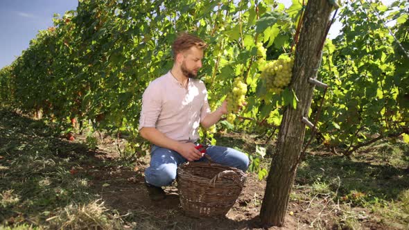 Bearded Man in September to Harvest Vineyards Collects Selected Grape Bunches alt