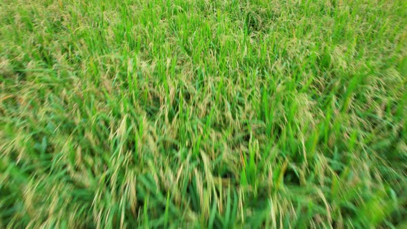 4K, A green rice field waving in the wind, Green rice plants growing. Nature Aerial footage alt