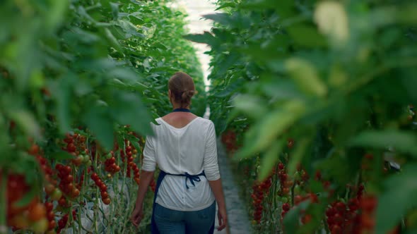 Farmers Inspecting Tomatoes Plantation Vegetables in Modern Agronomy Greenhouse alt