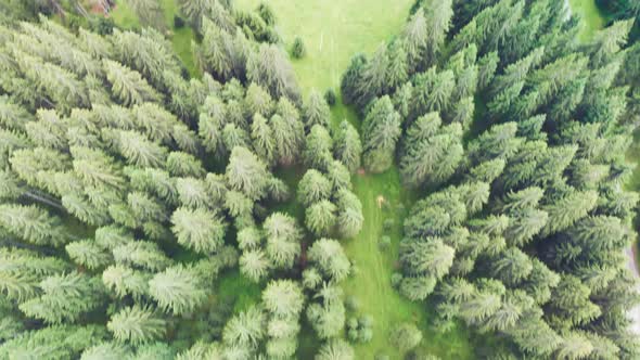 Aerial View of Alpin Pinewood in Summer Season Forest Overhead Panorama From Flying Drone alt