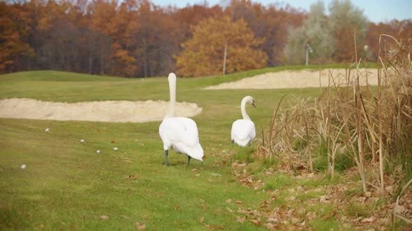 White Swans