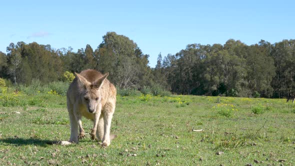 A young Kangaroo joey stands on a grassy paddock while it scratches its face with its long paw alt