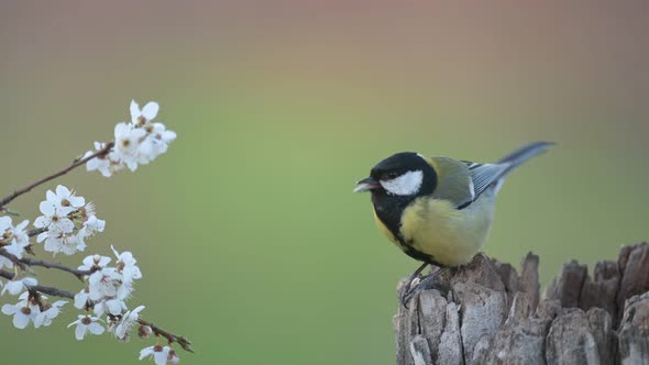 Great tit Parus major in the wild