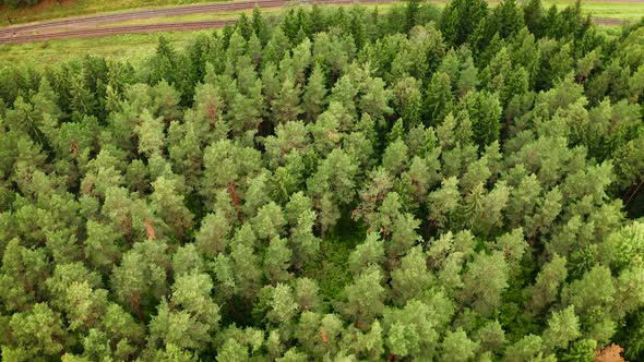 Aerial View of Railway Among Green Forest in Scenic Place in Wild Nature