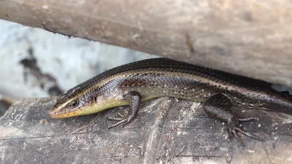 Common sun skink (Eutropis multifasciata) disappearing off a bamboo log in Thailand alt