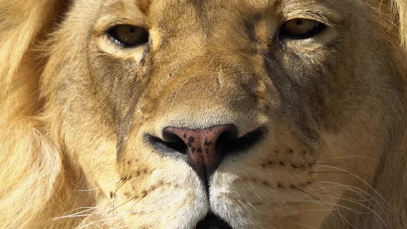 View of adult male lions face glowing in the sun alt