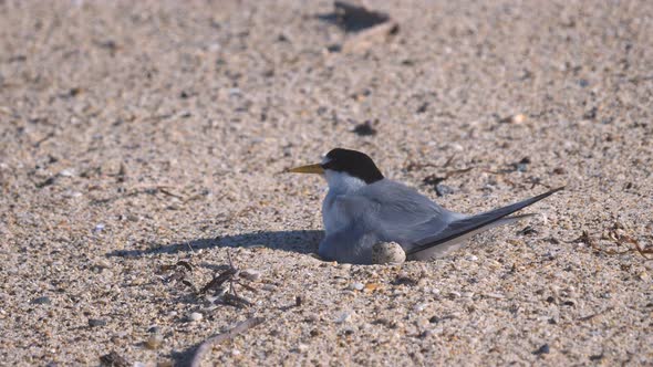 high frame rate clip of a little tern adult settling onto its nest alt