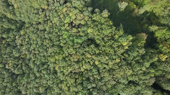 Trees in the Mountains Slow Motion. Aerial View of the Carpathian Mountains in Autumn. Ukraine alt