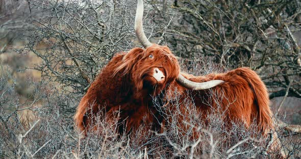 Highland Cattle Scratching Itself By Horn In  Woodland Of Netherlands. - close up alt