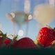 Hand Takes a Strawberry - VideoHive Item for Sale