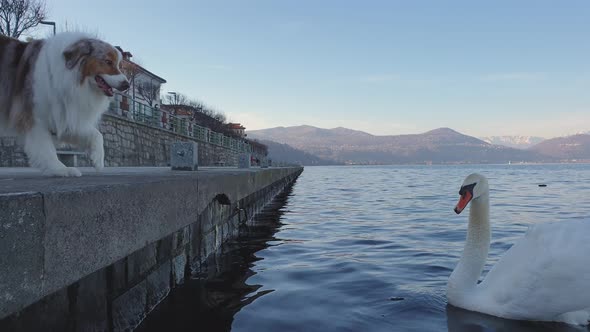 Aggressive dog barks at hissing swan on Lake Maggiore in Italy. Low-angle pov alt
