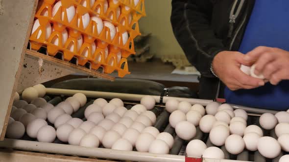 Eggs on conveyor belt sorted by human hand alt