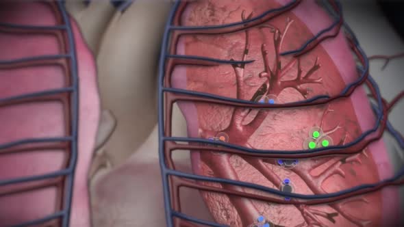 Oxygen and Carbon Dioxide Exchange in the Human Lung. alveoli alt