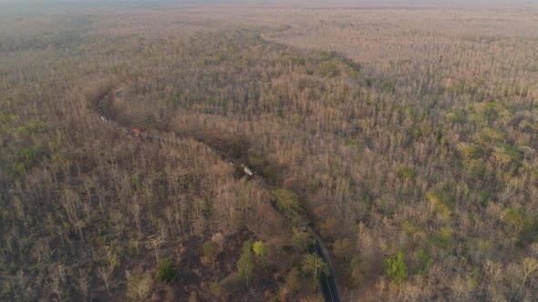 Highway Among the Forest alt