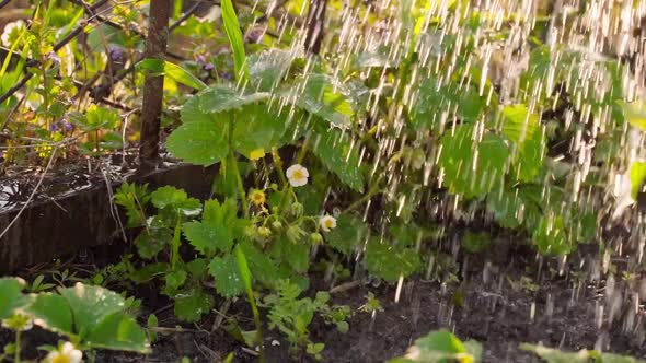 Bright Saturated Young Fresh Green Strawberry Leaves are Watered Closeup in Slow Motion alt